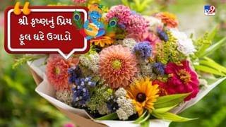 Plant In Pot : શ્રી કૃષ્ણ આ વાદળી ફૂલને સ્વર્ગમાંથી પૃથ્વી પર લાવ્યા હતા, તેને ઘરે ઉગાડવું શુભ છે!