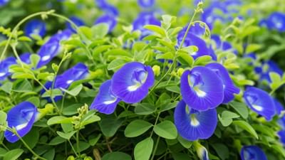 ઘરમાં અપરાજિતાનો છોડ રોપવો ખૂબ જ શુભ માનવામાં આવે છે. ખાસ વાત એ છે કે આ ફૂલને કુંડામાં ઉગાડવું મુશ્કેલ કાર્ય નથી, તેથી તમે આ છોડને તમારા બગીચા, બાલ્કની અથવા ટેરેસ પર ઉગાડી શકો છો. જો તમે યોગ્ય પદ્ધતિ અપનાવશો, તો કુંડામાં હંમેશા ઘણા બધા ફૂલો ખીલશે, છોડ ક્યારેય ખાલી રહેશે નહીં.