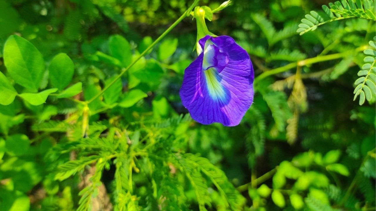 અપરાજિતા બીજ અથવા કટિંગમાંથી ઉગાડી શકાય છે. તમે નર્સરીમાંથી અપરાજિતાના બીજ અથવા નાના કાપણી લાવી શકો છો. બીજ ઓનલાઈન પણ સરળતાથી ઉપલબ્ધ છે. આ ઉપરાંત, 10 થી 12 ઇંચ માટી અથવા પ્લાસ્ટિકના કૂંડાની જરૂર પડશે. માટીના કૂંડામાં પાણીનો નિકાલ સારો થાય છે અને માટીને હવા પણ મળે છે. તેથી, તમે માટીનું કૂંડા લઈ શકો છો.