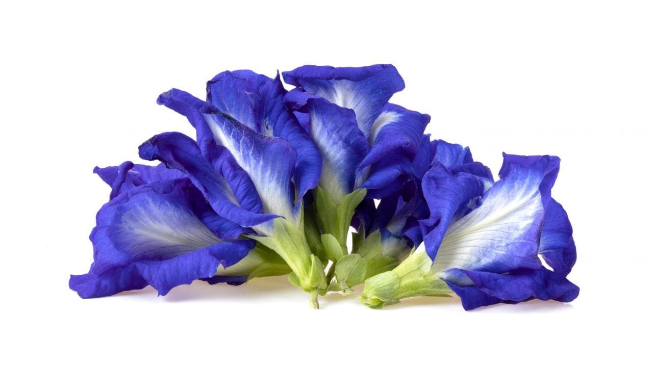 જો તમે બીજ વાવી રહ્યા છો, તો 2 થી 3 બીજ માટીમાં લગભગ એક ઇંચ ઊંડા દાટી દો. ધ્યાનમાં રાખો કે બીજ ખૂબ નજીક ન હોવા જોઈએ. જો તમે કટીંગ રોપવા માંગતા હો, તો રુટીંગ હોર્મોન લગાવવાનું ભૂલશો નહીં. આ માટે, તમે હળદર પાવડર અથવા એલોવેરાનો ઉપયોગ કરી શકો છો. કટીંગના નીચેના ભાગમાં રુટીંગ હોર્મોન લગાવ્યા પછી, તમે તેને સીધા માટીમાં વાવી શકો છો.