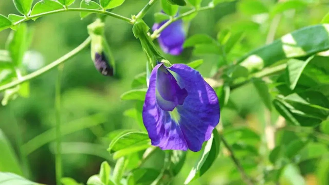 જ્યારે છોડ થોડો વધે છે, ત્યારે ટેકો માટે લાકડાની લાકડી અથવા વાયર મૂકો, જેથી વેલો સરળતાથી ઉપર ચઢી શકે. છોડને વધારે પાણી આપવાનું ટાળો. 