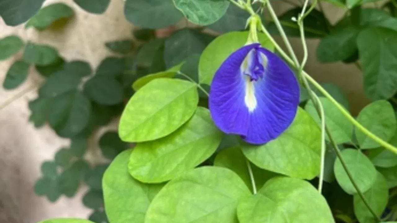 15 થી 20 દિવસમાં છાણિયું ખાતર અથવા વર્મીકમ્પોસ્ટ ઉમેરો, આનાથી વધુ ફૂલો આવશે અને વૃદ્ધિ પણ સારી રીતે થવા લાગશે. જ્યારે છોડનો વેલો ખૂબ ફેલાય છે, ત્યારે સમયાંતરે કાપણી કરતા રહો, આનાથી છોડ ગાઢ બને છે.