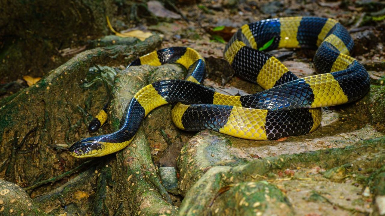 બેન્ડેડ ક્રેટ - પટ્ટાવાળા ક્રેટને તેના વૈકલ્પિક કાળા અને પીળા ક્રોસબેન્ડ દ્વારા સરળતાથી ઓળખી શકાય છે. સામાન્ય આ સાપની લંબાઈ 1.8 મીટર (5 ફૂટ 11 ઇંચ) હોય છે. બેન્ડેડ ક્રેટના ઝેરમાં મુખ્યત્વે ન્યુરોટોક્સિન (પ્રી- અને પોસ્ટ સિનેપ્ટિક ન્યુરોટોક્સિન) હોય છે. ગંભીર ઝેર શ્વસન નિષ્ફળતા તરફ દોરી શકે છે અને ગૂંગળામણને કારણે મૃત્યુ થઈ શકે છે .