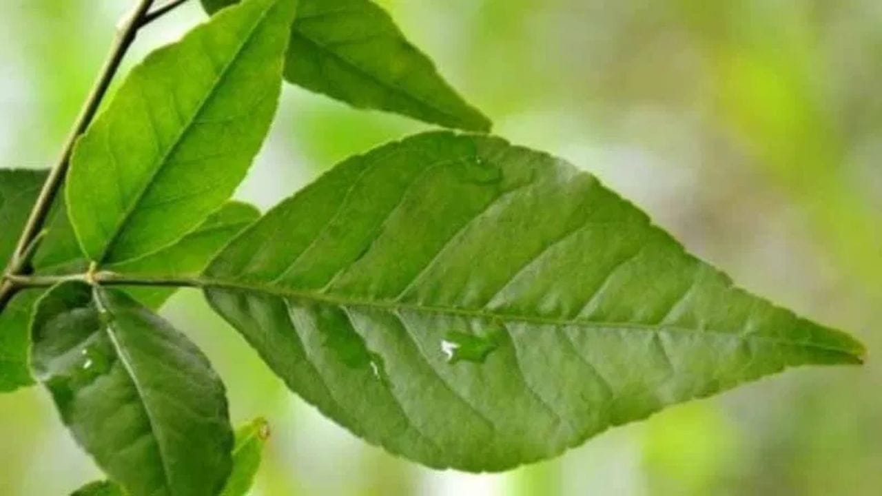 બીલીપત્રના પાનનું સેવન કરવા માટે, આ પાંદડાઓને ધોઈને સૂકવી લો, તેનો પાવડર બનાવો અને તેનું સેવન કરો. આ પાવડર ભગવાન તરફથી મળેલું વરદાન છે, તેને પ્રસાદ માનો અને દરરોજ તેનું સેવન કરો. તમે આ પાંદડાઓનો ઉકાળો બનાવીને ખાઈ શકો છો, બીપી સામાન્ય રહેશે. તમે 5-10 મિલી બેલપત્રનો રસ પણ લઈ શકો છો. તમે ગરમ પાણી સાથે બીલીપત્રના પાનનો પાવડર પણ લઈ શકો છો.