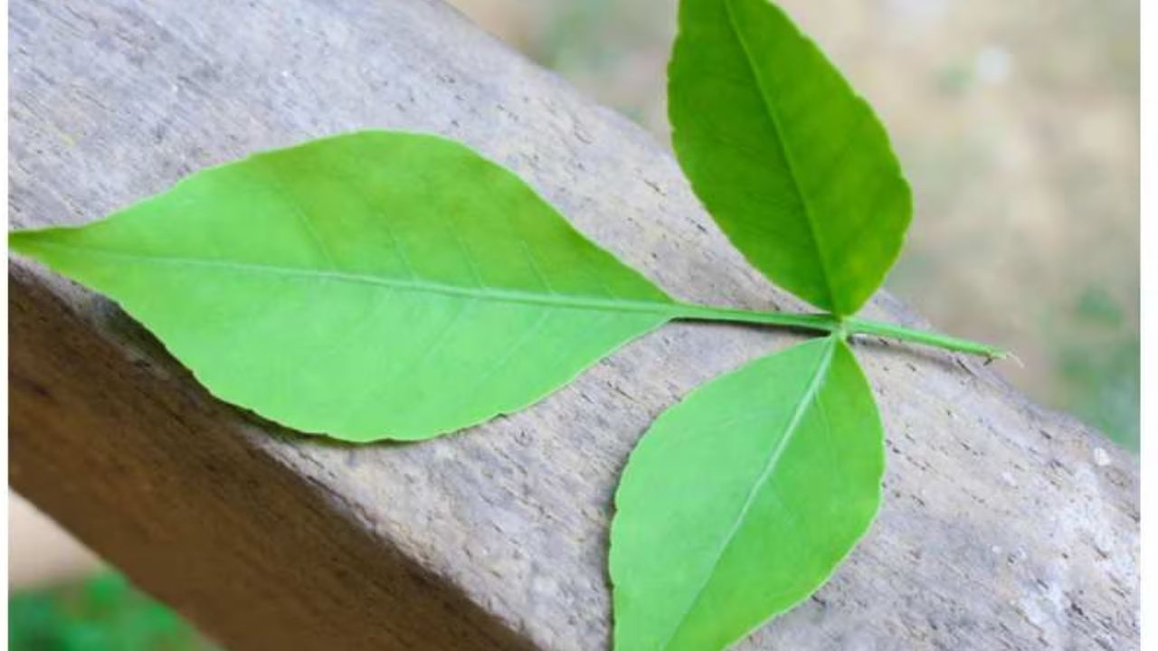 બીલીપત્રના પાનના સ્વાસ્થ્ય લાભ - આયુર્વેદ અનુસાર, જો તમે દરરોજ આ પાંદડાઓનું સેવન કરો છો, તો આ પાંદડા બ્લડ સુગરથી લઈને બ્લડ પ્રેશર સુધી બધું નિયંત્રિત કરી શકે છે. આ પાંદડાઓનું સેવન કોલેસ્ટ્રોલ અને ટ્રાઇગ્લિસરાઇડને નિયંત્રિત કરે છે અને હૃદયને સ્વસ્થ રાખે છે.