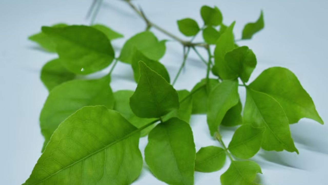 બીલીપત્રના પાનમાં ફાઇબર અને મ્યુસિલેજ જેવા તત્વો હોય છે જે આંતરડાને લુબ્રિકેટ કરે છે અને મળને નરમ બનાવે છે અને તેને ઝડપથી બહાર કાઢે છે. જો આ પાંદડા દરરોજ ખાવામાં આવે તો આંતરડામાં જમા થયેલ જૂનો મળ પણ સાફ થઈ શકે છે. તેનું સેવન કરવાથી આંતરડાની બળતરા નિયંત્રણમાં રહે છે.