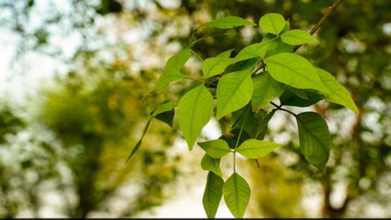 બીલીનું ફળ સ્વાસ્થ્ય માટે જેટલું ફાયદાકારક છે, એટલા જ તેના પાંદડા પણ ફાયદાકારક છે. આ પાંદડા પેટની ગંદકી સાફ કરે છે, ક્રોનિક કબજિયાતની સારવાર કરે છે અને આંતરડામાં જમા થયેલી ગંદકીને પણ સાફ કરે છે. જો આ બે પાંદડા દરરોજ ચાવવામાં આવે તો કોલાઇટિસ મટે છે અને પાચનતંત્ર મજબૂત બને છે. ચાલો નિષ્ણાત પાસેથી જાણીએ કે આ પાંદડા પેટના ગેસ અને અપચો માટે રામબાણ કેવી રીતે છે.