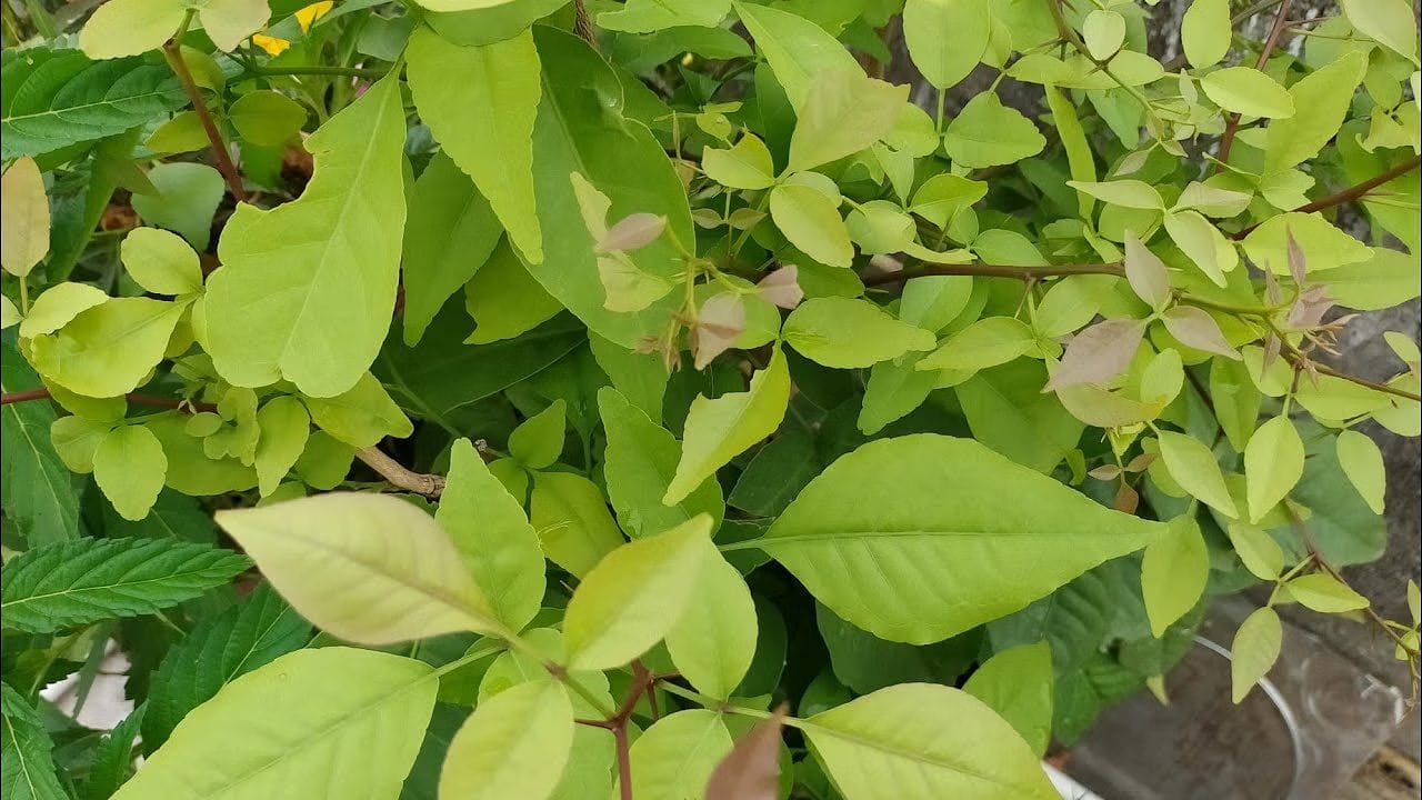 આયુર્વેદમાં, આ પાંદડાઓને રામબાણ માનવામાં આવે છે. જો બદલાતી ઋતુમાં બીલીપત્રના પાનનો ઉકાળો બનાવીને તેનું સેવન કરવામાં આવે તો તે તાવમાં ફાયદાકારક છે. તે ખાસ કરીને મેલેરિયા અને વાયરલ તાવમાં ઉપયોગી માનવામાં આવે છે. આયુર્વેદિક નિષ્ણાત આચાર્ય બાલકૃષ્ણએ કહ્યું કે બેલપત્રને ફક્ત પૂજાની વસ્તુ ન ગણો પણ તેનું સેવન પણ કરવું જોઈએ. આ પાંદડા પાચન સુધારવામાં જાદુઈ અસર કરે છે.