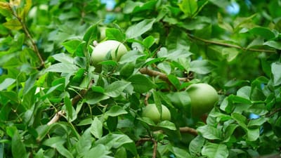 મંદિરમાં બીલીપત્રના પાન ચઢાવવામાં આવે છે. ભગવાનને ચઢાવવામાં આવતા આ પાનનું ધાર્મિક મહત્વ છે એટલું જ આ પાનનું સેવન કરવાના ફાયદા છે. બીલીપત્રના પાનમાં પોષક તત્વોનો ભંડાર છે. આ પાનમાં વિટામિન A, વિટામિન B1, વિટામિન B6, વિટામિન C, કેલ્શિયમ અને ફાઇબર હોય છે જે શરીરને સ્વસ્થ રાખે છે.