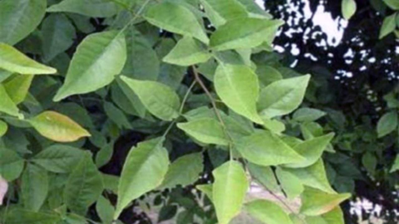 આ પાન દરરોજ ખાવાથી ઘણી બીમારીઓનો ઇલાજ થાય છે. આ પાન રોગપ્રતિકારક શક્તિને વધારે છે અને રોગથી બચાવે છે. આ પાન ડાયાબિટીસને નિયંત્રિત કરવામાં જાદુઈ અસર કરે છે. તેનું સેવન કરવાથી સ્વાદુપિંડ ઝડપથી ઇન્સ્યુલિન ઉત્પન્ન કરે છે અને બ્લડ સુગર સામાન્ય રહે છે. આ પાન સ્વાદુપિંડની કાર્યક્ષમતામાં સુધારો કરે છે.