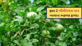 દરરોજ માત્ર 2 બીલીપત્રના પાન ખાવાના અઢળક ફાયદા દરરોજ માત્ર 2 બીલીપત્રના પાન ખાવાના અઢળક ફાયદા
