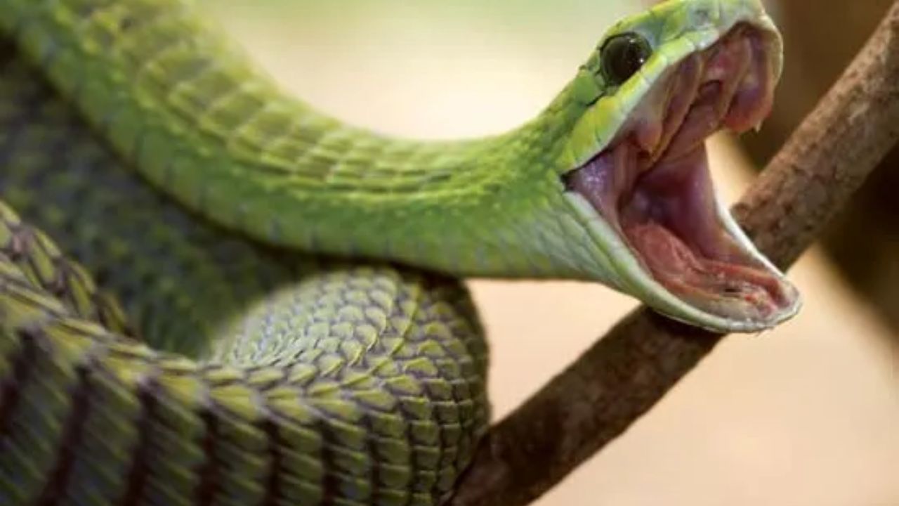 બૂમસ્લૅંગ - બૂમસ્લેંગ સાપમાં ખૂબ જ શક્તિશાળી અને ઝેરી ઝેર હોય છે. બૂમસ્લેંગ કરડતી વખતે તેના જડબા 170° સુધી ખોલી શકે છે, જેનાથી ઝેરી અસર થાય છે. બૂમસ્લેંગનું ઝેર મુખ્યત્વે હિમોટોક્સિન છે ; તે એક પ્રક્રિયા દ્વારા કાર્ય કરે છે જેમાં લોહીમાં ઘણા નાના ગંઠાવાનું નિર્માણ થાય છે, જેના કારણે પીડિતની રુધિરાભિસરણ તંત્ર અયોગ્ય રીતે ગંઠાઈ જાય છે, જેના પરિણામે વધુ પડતું રક્તસ્ત્રાવ અને મૃત્યુ થાય છે.