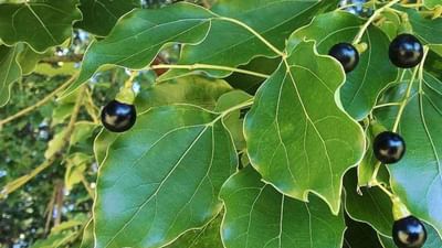 કપૂરના ઝાડમાં ઘણા સ્વાસ્થ્ય લાભો પણ છે, તેથી તેનો ઉપયોગ દવાઓ બનાવવા માટે પણ થાય છે. કપૂરનું વૃક્ષ પર્યાવરણ માટે ખૂબ જ સારું છે અને તે હવાને શુદ્ધ કરવાનું કામ કરે છે.