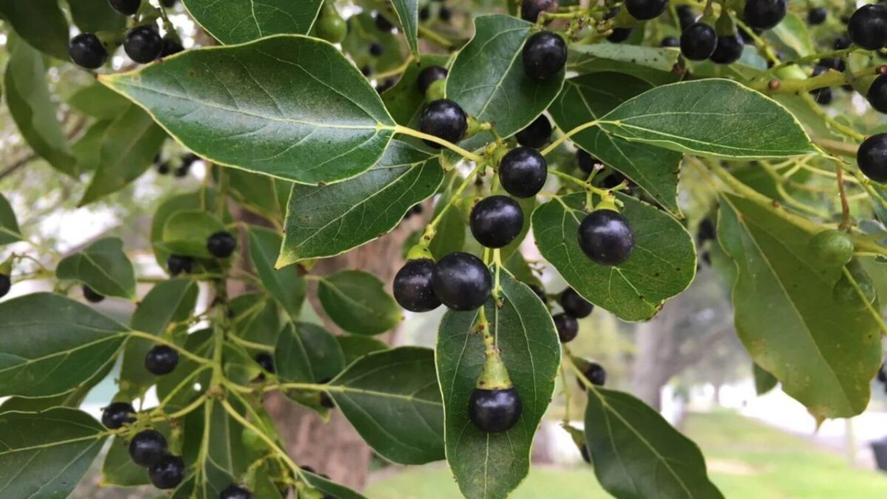 જો ઘરે કપૂરનો પ્લાન્ટ ઉગાડવો હોય તો તમે નર્સરીમાંથી કપૂરનો છોડ ખરીદી શકો છો. ત્યારબાદ સારી ગુણવત્તાની માટીનો ઉપયોગ કરવો જોઈએ. જેથી છોડનો વિકાસ સારો થાય છે.