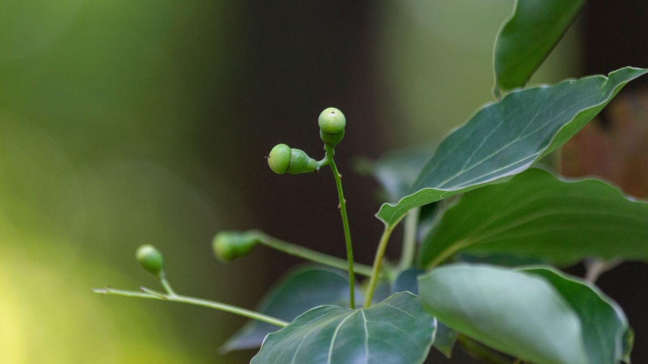 ઘરે કપૂરનો પ્લાન્ટ ઉગાડવા માટે એક કૂંડામાં સારી ગુણવત્તાની માટી અને ખાતર ઉમેરી મિક્સ કરી લો.
