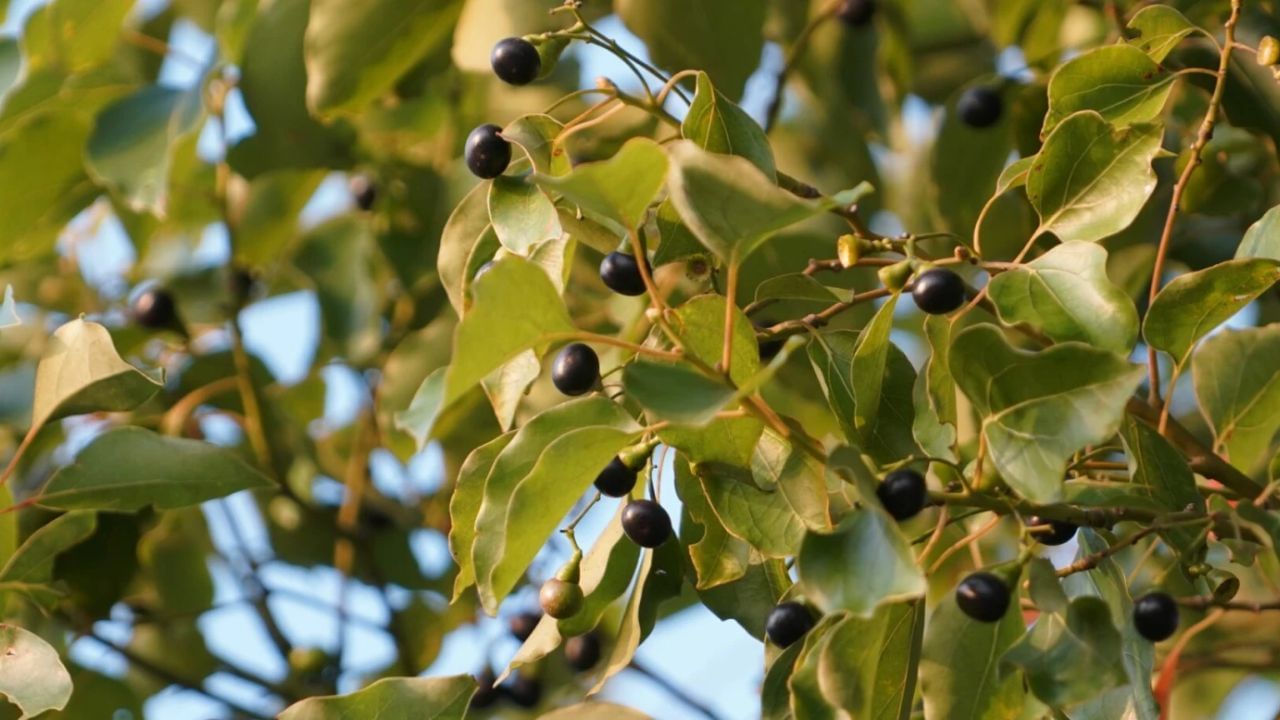 ત્યારબાદ 3-4 ઈંચ ઉંડાઈમાં કપૂરનો છોડ રોપ્યા પછી પાણી ઉમેરો. આ છોડના કૂંડાને એવી જગ્યાએ રાખો જ્યાં સૂર્યપ્રકાશ મળે.