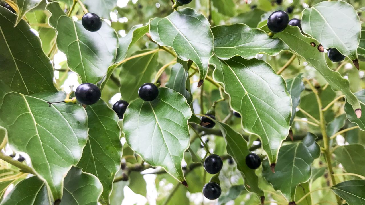 જો તમારા ઘર આગળ વધારે જગ્યા હોય તો તમે સીધી જમીન પર પણ છોડ ઉગાડી શકો છો. કપૂરના છોડના સારા વિકાસ માટે તેને જરૂરિયાત પ્રમાણે પાણી આપો.