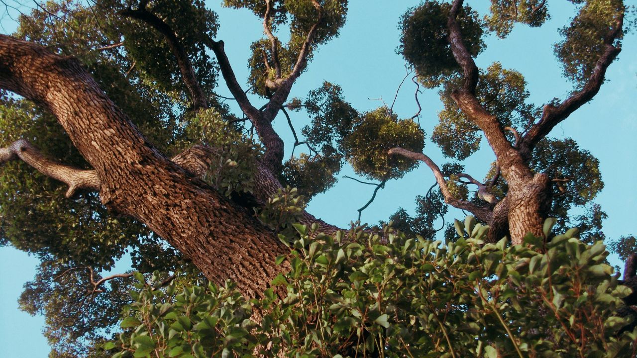 કપૂરના છોડને ઉગાડવા માટે ભેજવાળી માટી અથવા રેતાળ જમીન વધારે સારી ગણવામાં આવે છે. (All Pic - Unsplash/Getty Images)