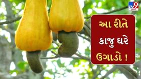 શું કાજુ ખરેખર ઘરે ઉગાડી શકાય ? જાણો સંપૂર્ણ પ્રક્રિયા શું કાજુ ખરેખર ઘરે ઉગાડી શકાય ? જાણો સંપૂર્ણ પ્રક્રિયા