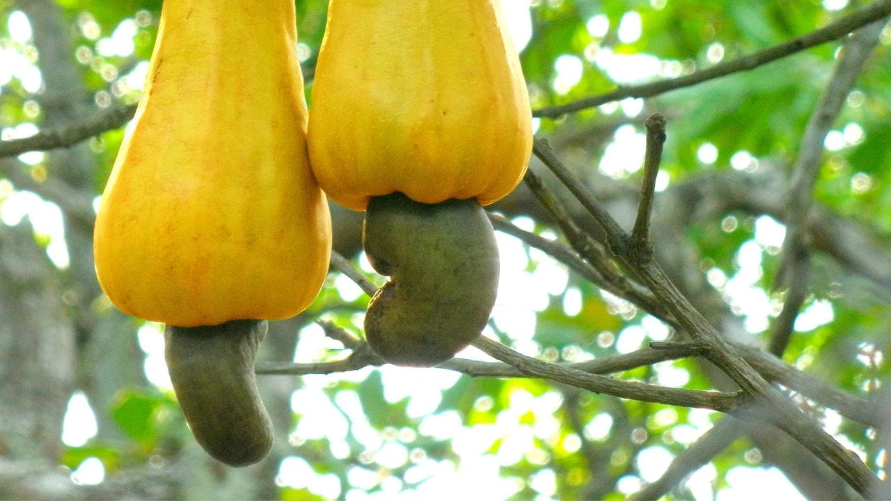 કાજુ ઉગાડવા માટે, હંમેશા તાજા અને અંકુરિત બીજ લો. આવા બીજ નર્સરી અથવા બાગકામ સપ્લાયર સ્ટોરમાંથી ખરીદી શકાય છે. બીજી બાજુ, ખાવા માટે વપરાતા કાજુના બીજ વાવણી માટે યોગ્ય નથી કારણ કે તેનું બાહ્ય શેલ પહેલાથી જ દૂર થઈ ગયું હોય છે. 