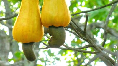 કાજુ ઉગાડવા માટે, હંમેશા તાજા અને અંકુરિત બીજ લો. આવા બીજ નર્સરી અથવા બાગકામ સપ્લાયર સ્ટોરમાંથી ખરીદી શકાય છે. બીજી બાજુ, ખાવા માટે વપરાતા કાજુના બીજ વાવણી માટે યોગ્ય નથી કારણ કે તેનું બાહ્ય શેલ પહેલાથી જ દૂર થઈ ગયું હોય છે.