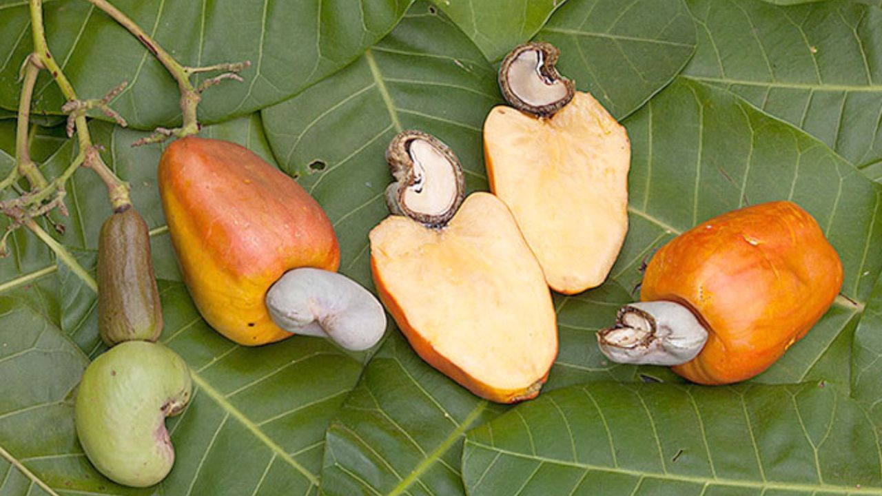 કાજુના ફળને પહેલા તેને વાળીને શેલથી અલગ કરવામાં આવે છે. કાજુનું ફળ, જેને કાજુ એપ્લ પણ કહેવાય છે, તે ખાદ્ય અને પૌષ્ટિક પણ છે. તમે કાજુના શેલને 2 વર્ષ સુધી સંગ્રહિત કરી શકો છો.(All Image - Wikimedia commons)