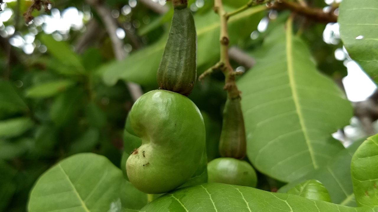 કાજુના ઝાડને રેતાળ જમીન સૌથી વધુ ગમે છે. કારણ કે તે પાણી ઝડપથી ખેંચી લે છે અને મૂળને સડવાથી બચાવે છે. કાજુના ઝાડ માટે,માટીમાં ઊંડાઈ 10 સેન્ટિમીટર સુધી રાખો જેથી મૂળ સરળતાથી ફેલાય. આ ઉપરાંત, જો તમે એક કરતાં વધુ વૃક્ષો વાવવા માંગતા હો, તો તેમને ઓછામાં ઓછા 30 ફૂટના અંતરે વાવો.