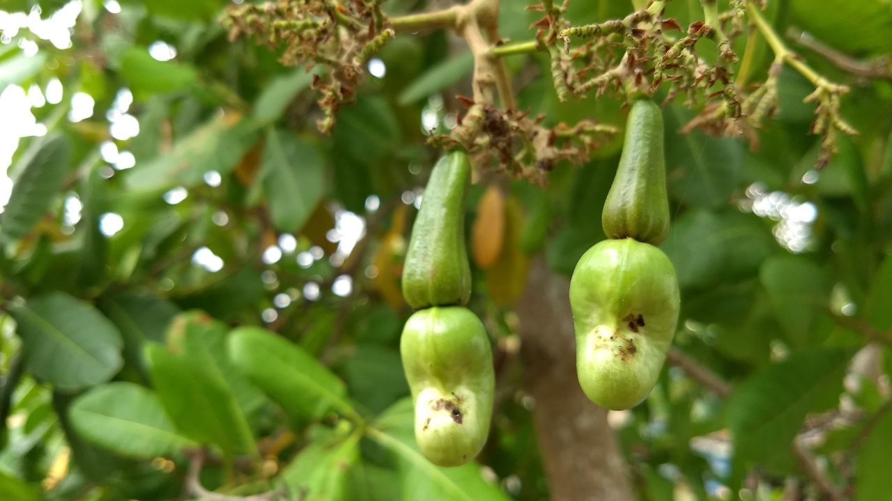 કાજુના ઝાડને ગરમ વાતાવરણની જરૂર હોય છે. તે 50 ડિગ્રી સેલ્સિયસ સુધી ગરમી સહન કરી શકે છે. પરંતુ વધુ પડતો વરસાદ તેના મૂળને નુકસાન પહોંચાડી શકે છે, તેથી તેને એવી જગ્યાએ વાવો જ્યાં હળવો વરસાદ પડે. ઉપરાંત, તેને દિવસમાં ઓછામાં ઓછો 6 કલાક સૂર્યપ્રકાશ મળવો જોઈએ. કાજુનું ઝાડ ખેતર, ફાર્મ હાઉસ અથવા ડુંગરાળ વિસ્તારોમાં વાવવું શ્રેષ્ઠ છે, જ્યાં કાજુનું ઝાડ પણ સારી રીતે ઉગે છે.