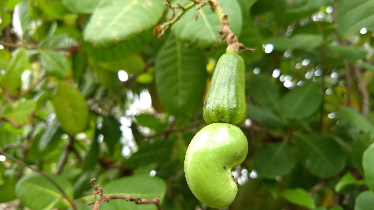 કાજુનું ઝાડ રોપ્યા પછી, શરૂઆતમાં દર અઠવાડિયે એકવાર તેને પાણી આપવું જરૂરી છે. એકવાર વૃક્ષ ઉગી જાય, ઉનાળામાં અઠવાડિયામાં એકવાર તેને પાણી આપો. આ ઉપરાંત, શિયાળામાં કાજુના ઝાડને ખૂબ ઓછું પાણી આપો તો પણ તે સારું રહેશે. જો તમે કાજુના ઝાડને ખાતર આપવા માંગતા હો, તો કાજુના ઝાડ માટે નાઇટ્રોજન, ઝીંક અને ફોસ્ફરસ ધરાવતા ખાતરો સૌથી વધુ ઉપયોગી છે.