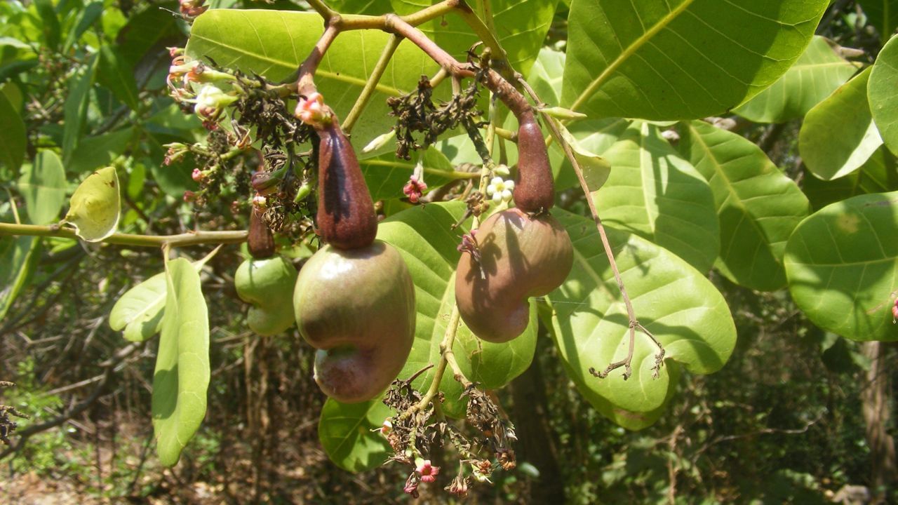 જ્યારે કાજુનું ઝાડ નાનું હોય, ત્યારે તેને સીધું ઊભું રાખવા માટે પહેલા લાકડીથી ટેકો આપો. ખાસ કરીને જ્યારે તે નાનું હોય અને પવન ઝડપથી ફૂંકાય. આ ઉપરાંત, સમયાંતરે ઝાડની સૂકી અને નિર્જીવ ડાળીઓને કાપતા રહો જેથી ઝાડ સ્વસ્થ રહે અને સારી ઉપજ મળે.