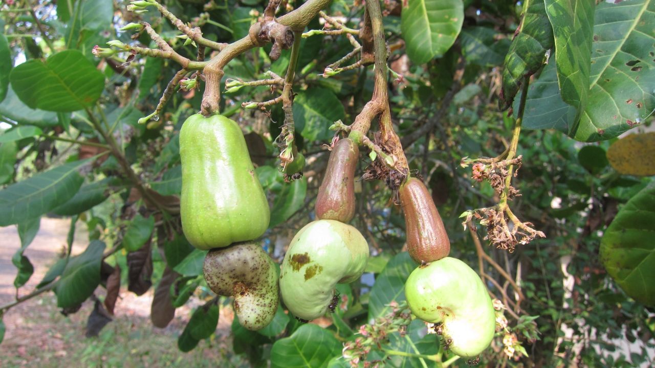 જ્યારે કાજુનું ફળ ગુલાબી થઈ જાય અને તેનું શેલ ઘેરા રાખોડી દેખાવા લાગે, ત્યારે સમજો કે ફળ તોડવાનો યોગ્ય સમય આવી ગયો છે. કાજુનું ફળ સામાન્ય રીતે શિયાળા અથવા વરસાદની ઋતુમાં તોડવામાં આવે છે.