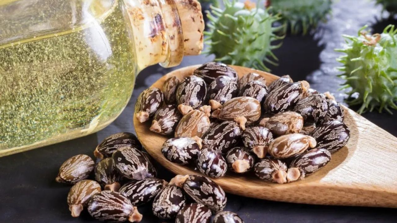 ત્વચા માટે ફાયદા: એરંડાનું તેલ એક ઉત્તમ ત્વચા મોઇશ્ચરાઇઝર છે. તમે તેને ત્વચાને અનુકૂળ હોય તેવા હળવા તેલ સાથે ભેળવીને લગાવી શકો છો. તે ત્વચાને પોષણ આપે છે અને તેને નરમ રાખે છે. જો કે તેને લગાવતા પહેલા પેચ ટેસ્ટ કરો.
