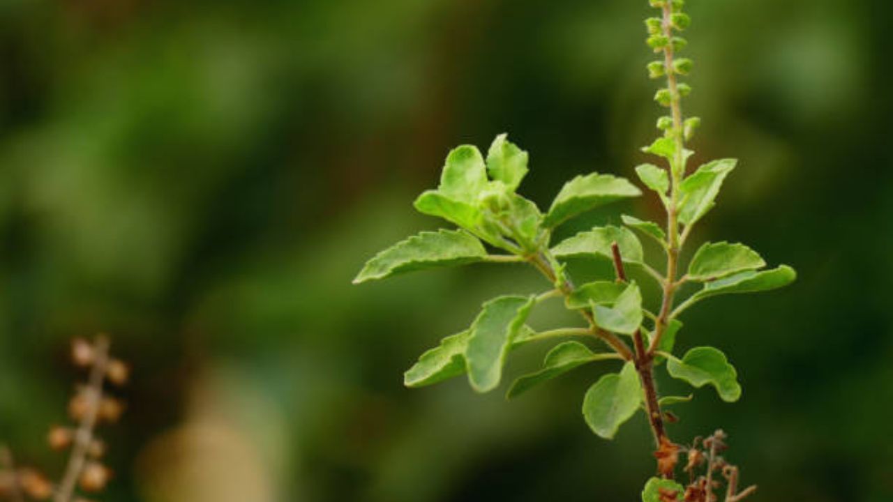 કેટલાક લોકો સૂતક લાગ્યા પછી તુલસીના પાન તોડવાની ભૂલ કરે છે, જે યોગ્ય નથી માનાતું. ધાર્મિક માન્યતા મુજબ તુલસીના પાન સૂતક શરૂ થાય તે પહેલાં જ તોડી રાખવા જોઈએ અને ત્યારબાદ તેને ખોરાકમાં ઉમેરવા જોઈએ. ( Credits: Getty Images )