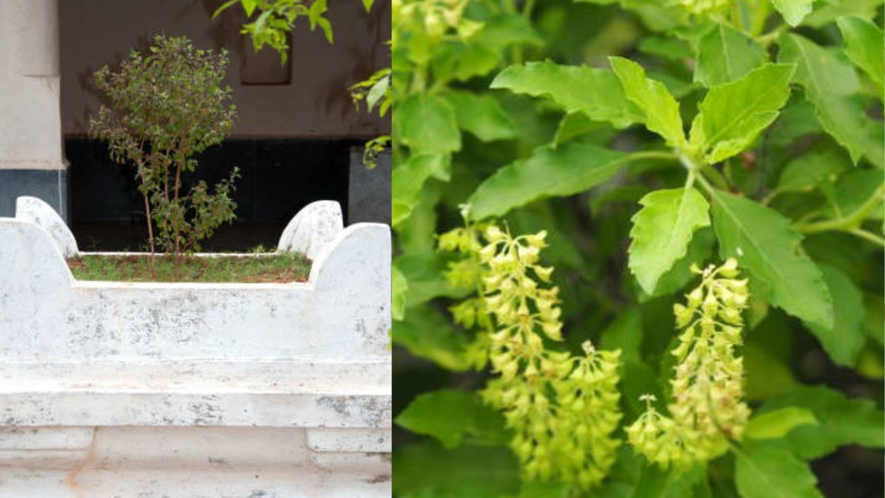 ગ્રહણના સમયમાં તુલસી તોડવી અશુભ માનવામાં આવે છે. આ સમયે તોડાયેલા તુલસીના પાનમાં રહેલી પાવનતા અને તેની અસરકારકતા પણ નષ્ટ થઈ જાય છે. ( નોંધ :ટીવી9 કોઈ પણ પ્રકારે અંધશ્રદ્ધાને પ્રોત્સાહન આપતુ નથી. આ અહેવાલ માત્ર ધાર્મિક માન્યતા અને લોકોમાં પ્રચલિત માન્યતા, રીત રિવાજને આધારે રજૂ કરવામાં આવેલ છે. ) ( Credits: Getty Images )