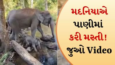 મદનિયાએ પાણીમાં કરી મસ્તી, જોઈને તમારુ બાળપણ તમને આવશે યાદ, સુંદર વીડિયો જોઈને તમે થાકશો જ નહીં