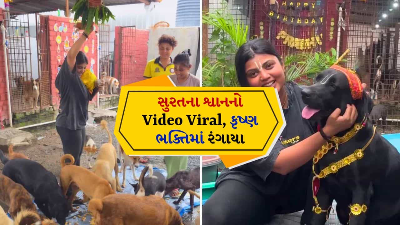 દરેક શ્વાનના માથા પર તિલક, કૃષ્ણ ભકિતમાં લીન થયા શ્વાન, મટકી ફોડી, જુઓ Video