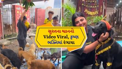 દરેક શ્વાનના માથા પર તિલક, કૃષ્ણ ભકિતમાં લીન થયા શ્વાન, મટકી ફોડી, જુઓ Video