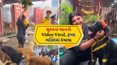 દરેક શ્વાનના માથા પર તિલક, કૃષ્ણ ભકિતમાં લીન થયા શ્વાન, મટકી ફોડી, જુઓ Video