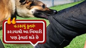 કૂતરાના કરડવાથી માત્ર રેબીઝ નહીં, પણ બીજા ગંભીર રોગોનું જોખમ! કૂતરાના કરડવાથી માત્ર રેબીઝ નહીં, પણ બીજા ગંભીર રોગોનું જોખમ!