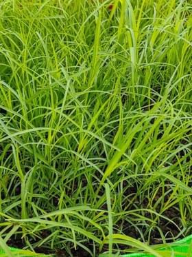 Plant In Pot : ઘરે ગણપતિ લાવો તેના પહેલા ઉગાડો દુર્વા, આ રહી સરળ ટીપ્સ Plant In Pot : ઘરે ગણપતિ લાવો તેના પહેલા ઉગાડો દુર્વા, આ રહી સરળ ટીપ્સ
