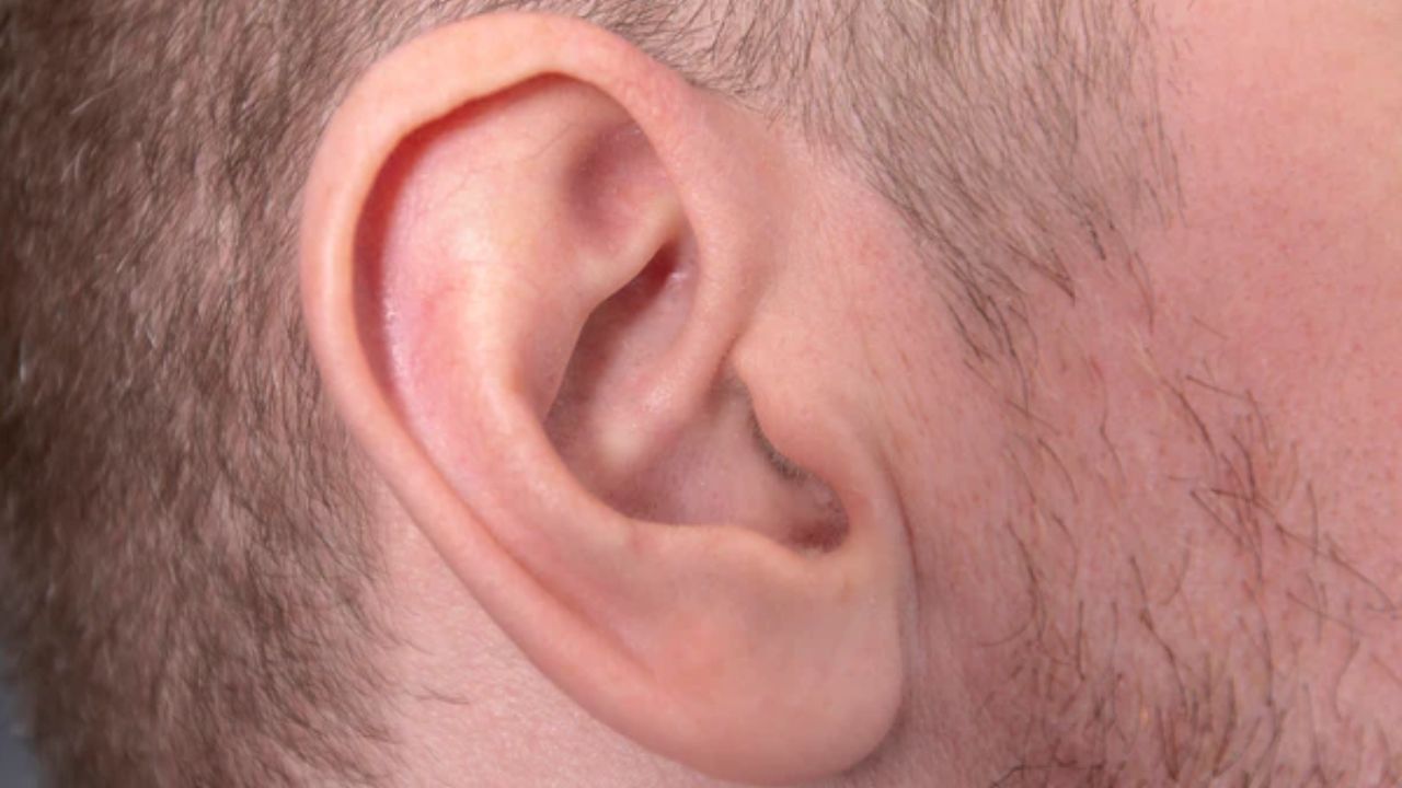 દીર્ધાયુષ્ય અને મજબૂત સ્વાસ્થ્યનો સંકેત: સામુદ્રિક શાસ્ત્ર અનુસાર જો કોઈ વ્યક્તિના કાન પર કુદરતી રીતે લાંબા અને જાડા વાળ હોય, તો તેને શુભ સંકેત માનવામાં આવે છે. આવા લોકો જીવનમાં સામાન્ય કરતાં વધુ આયુષ્ય અને મજબૂત સ્વાસ્થ્ય ધરાવે છે. તેમનામાં ધીરજ, સહનશીલતા અને માનસિક સંતુલન જોવા મળે છે. તેમની રોગપ્રતિકારક શક્તિ સારી હોય છે અને તેઓ મુશ્કેલ પરિસ્થિતિઓમાં પણ પોતાને સંભાળે છે.