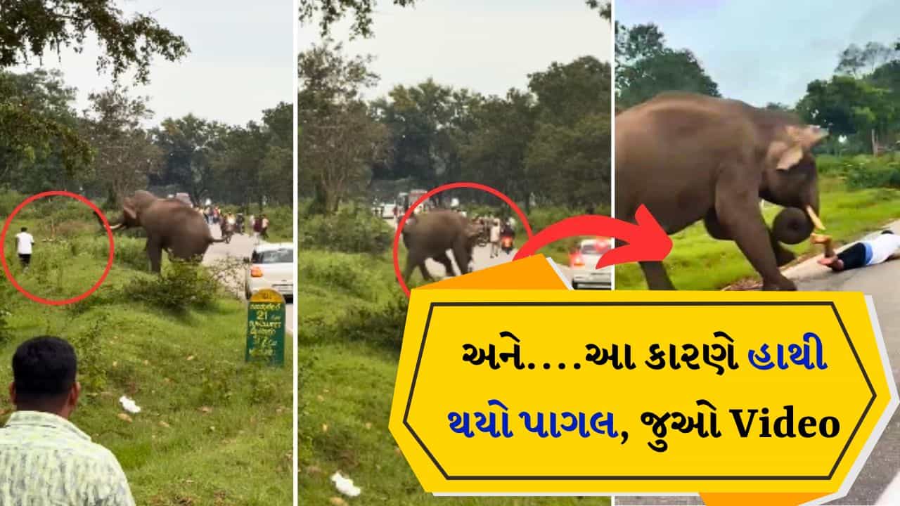 જંગલી હાથી સાથે સેલ્ફી લેવી મોંઘી પડી, ગુસ્સે ભરાયેલા ગજરાજ મચાવી અફરા-તફરી, જુઓ Video