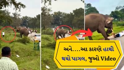 જંગલી હાથી સાથે સેલ્ફી લેવી મોંઘી પડી, ગુસ્સે ભરાયેલા ગજરાજ મચાવી અફરા-તફરી, જુઓ Video