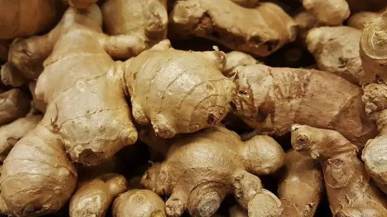 આદુનો ઉપયોગ કેવી રીતે કરવો? - જો તમે વાળ માટે આદુનો ઉપયોગ કરવા માંગતા હો, તો આદુનું તેલ તેના માટે એક સારો વિકલ્પ છે. આદુના તેલમાં અર્ક અને આવશ્યક તેલ હોય છે, જે વાળ માટે ફાયદાકારક છે. તમારે તેને 15 મિનિટ સુધી લગાવવું પડશે અને પછી વાળ ધોવા પડશે. આ ઉપરાંત, તમે આદુનો રસ લગાવી શકો છો. આદુનો હેર માસ્ક પણ ઉપયોગી છે. તેને બનાવવા માટે, આદુનો રસ લો અને તેમાં નાળિયેરનું તેલ મિક્સ કરો. તેને આખા વાળ પર લગાવો અને 30 મિનિટ પછી વાળ ધોઈ લો. સારા પરિણામો માટે તમે તેમાં દહીં અથવા લીંબુ પણ ઉમેરી શકો છો.