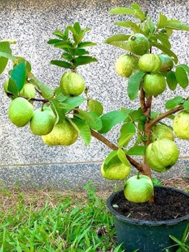 Plant In Pot : ઘરે કૂંડામાં જામફળ ઉગાડાય ? આ ટીપ્સ અપનાવો Plant In Pot : ઘરે કૂંડામાં જામફળ ઉગાડાય ? આ ટીપ્સ અપનાવો
