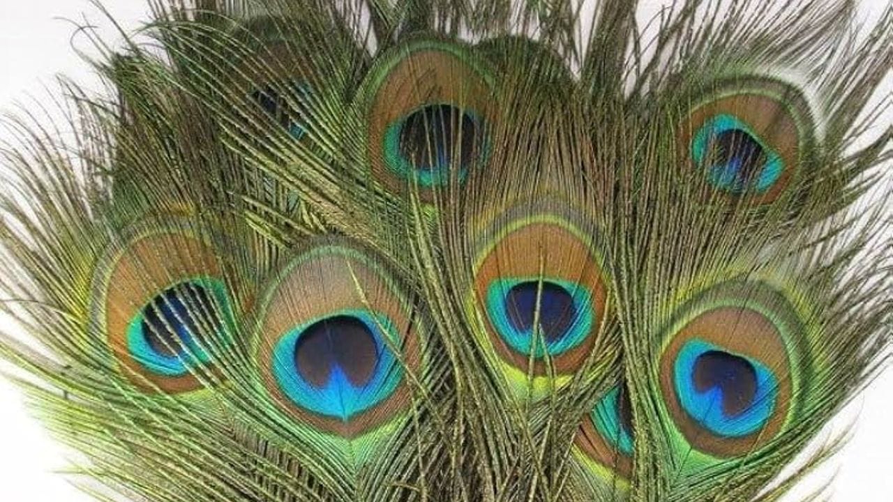 જન્માષ્ટમીના દિવસે લોકો તેમની સમસ્યાઓથી છુટકારો મેળવવા માટે ઘણા ઉપાયો પણ કરે છે. આ દિવસે લેવાના સૌથી સરળ ઉપાયોમાંનો એક છે ઘરમાં મોરનું પીંછું રાખવું. જન્માષ્ટમીના પવિત્ર દિવસે તમારે મોરનું પીંછું લાવીને તમારા ઘરે રાખવું જોઈએ.
