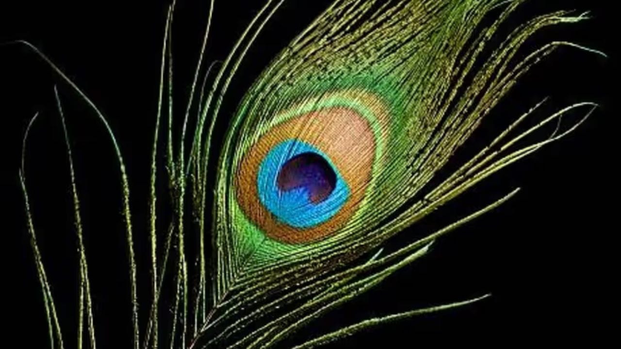 મોરના પીંછાનું શુભ મહત્વ શ્રી કૃષ્ણ સાથે જોડાયેલું છે. ભગવાન કૃષ્ણને મોરનું પીંછું ખૂબ જ ગમે છે. માતા યશોદા કૃષ્ણને શણગાર્યા પછી તેમના માથા પર મોરનું પીંછું લગાવતી હતી, જે તેમની સુંદરતા પ્રત્યેના પ્રેમનું પ્રતીક હતું. કૃષ્ણ સાથેના ખાસ સંબંધને કારણે મોરનું પીંછું શુભ માનવામાં આવે છે.
