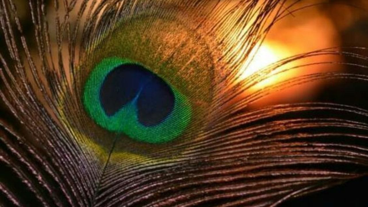 જ્યોતિષ અને વાસ્તુ નિષ્ણાત નીતિકા શર્મા કહે છે કે, ઘરમાં કેટલીક જગ્યાએ મોરનું પીંછું રાખવું ખૂબ જ શુભ માનવામાં આવે છે. ખાસ કરીને જન્માષ્ટમીના દિવસે મોરનું પીંછું રાખવું વધુ અસરકારક માનવામાં આવે છે. ચાલો જાણીએ કે કયા સ્થળોએ મોરનું પીંછું રાખવું શુભ છે.
