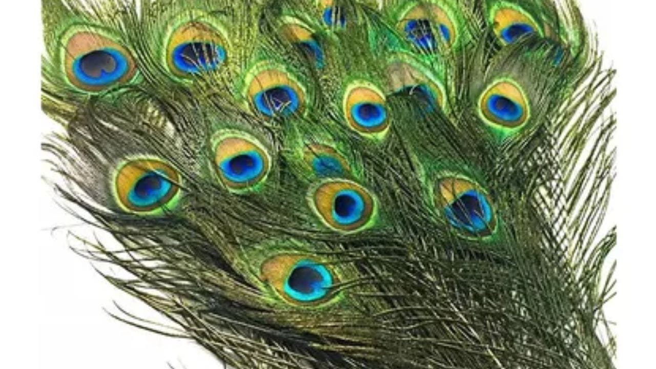 તમે તમારા બાળકોના અભ્યાસ ખંડમાં અથવા તેઓ જ્યાં અભ્યાસ કરે છે તે જગ્યાએ મોરનું પીંછું રાખી શકો છો. કારણ કે તેની પોઝિટિવ એનર્જી મનને સ્થિર કરે છે અને ધ્યાન ભટકવા દેતી નથી. આ ઉપરાંત બાળકોના રૂમમાં મોરનું પીંછું રાખવાથી નકારાત્મકતાની અસર પણ દૂર રહે છે.
