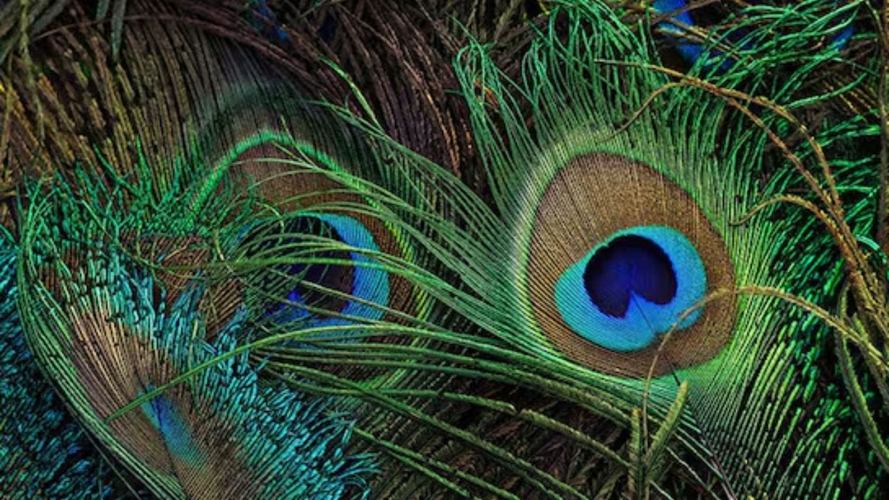 નેગેટિવ એનર્જી દૂર કરવા માટે તમે તેને લિવિંગ રૂમમાં પણ રાખી શકો છો. આ સાથે તિજોરીમાં પૈસા રાખવાની જગ્યામાં અથવા ઘરની ઉત્તર દિશામાં મોરનું પીંછું રાખવું પણ શુભ રહે છે.
